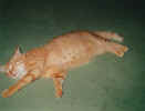 BILD0003.JPG (19078 Byte)