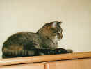 BILD0006.JPG (18475 Byte)